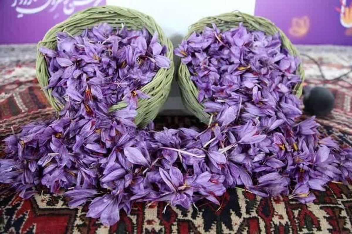 سومین جشنواره زعفران راویز برگزار شد