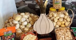 پیش‌بینی برداشت ۱۲۰۰ تن موسیر در استان همدان