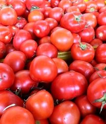 پیش بینی برداشت بیش از ۱۱ هزار تن گوجه فرنگی در طارم