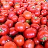 پیش بینی برداشت بیش از ۱۱ هزار تن گوجه فرنگی در طارم