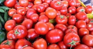 پیش بینی برداشت بیش از ۱۱ هزار تن گوجه فرنگی در طارم