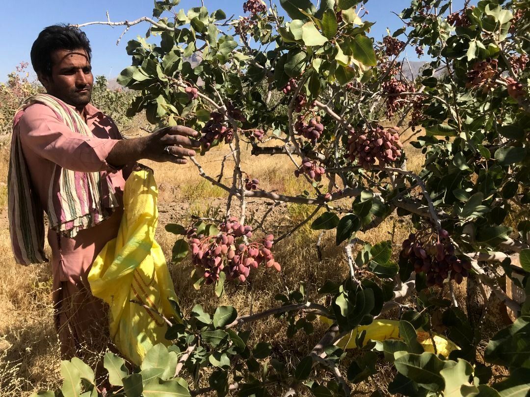 برداشت بیش از پنج هزار تن پسته در استان سیستان و بلوچستان