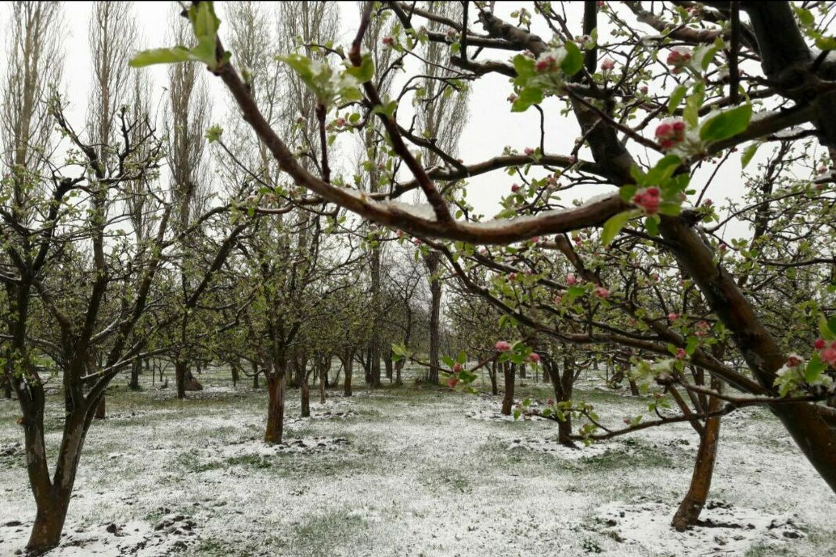 خسارت سنگین سرمای بهاره به باغات اسلام آبادغرب