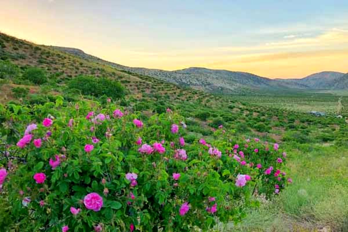 برداشت بیش از ۲۱۰ تن گل محمدی از باغات غرب استان خراسان رضوی