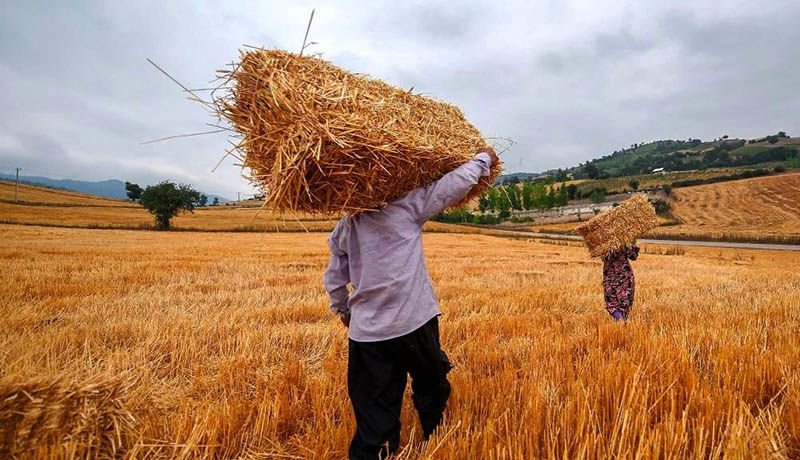 ۴١ هزار تن گندم مازاد بر مصرف کشاورزان جنوب استان سیستان و بلوچستان خریداری شد