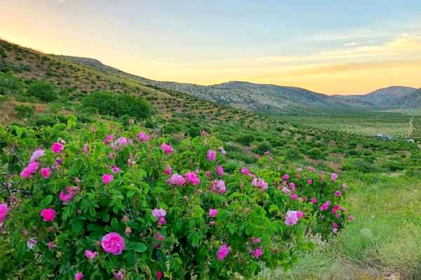 برداشت ۱۵۰ تن گل محمدی در غرب استان خراسان رضوی