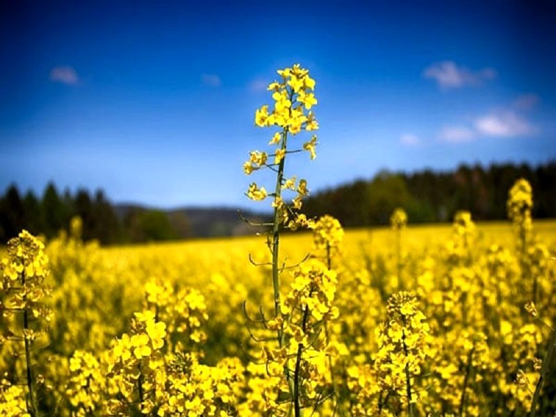 خریداری ۲۴۷ تن کلزا از کشاورزان شهر ساری