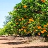 پیش‌بینی برداشت ۹۹۰۰ تن انواع نارنگی در آمل