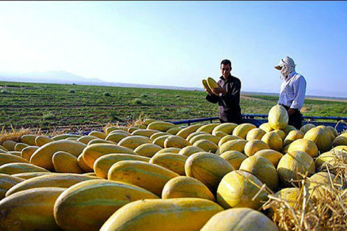 برداشت ۱۴۸ هزار تن خربزه در تربت جام