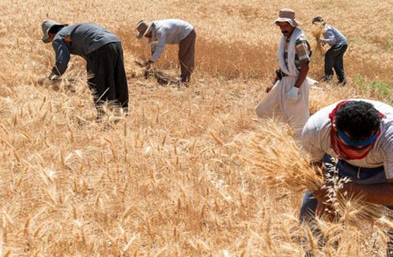 نیمی از مطالبات گندمکاران پرداخت شد