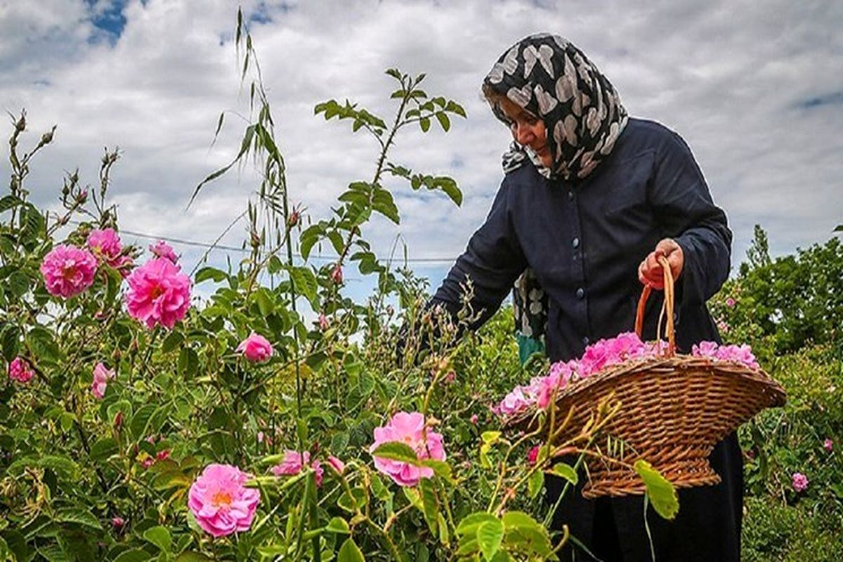 برداشت گل محمدی در بروجرد آغاز شد