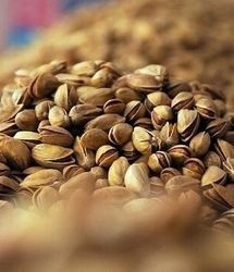 بخش کورین شهرستان زاهدان میزبان رویداد گردشگری پسته