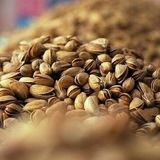 بخش کورین شهرستان زاهدان میزبان رویداد گردشگری پسته