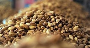 بخش کورین شهرستان زاهدان میزبان رویداد گردشگری پسته