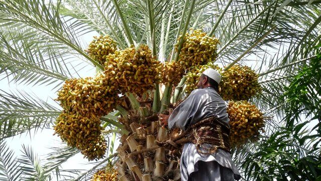 آغاز برداشت بیش از ۲۸۷ هزار تن خرما در سیستان و بلوچستان