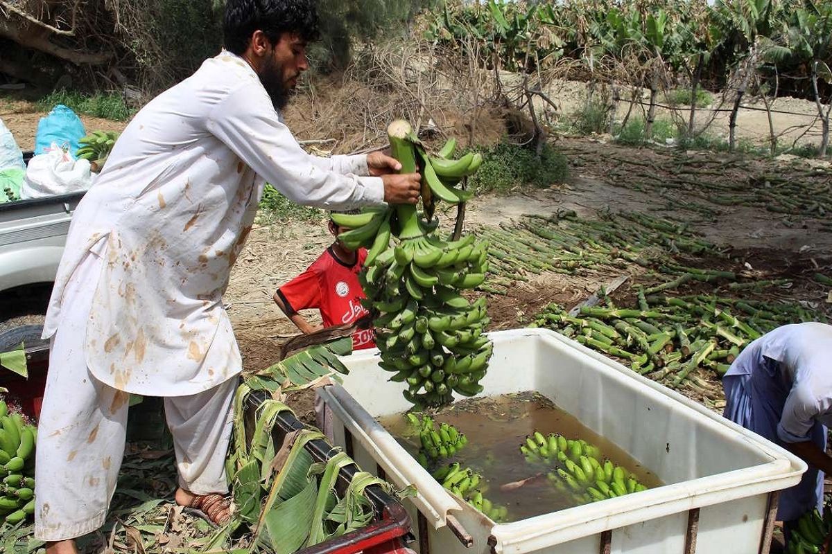 برداشت موز در استان سیستان و بلوچستان از ۳۵ هزار تن گذشت