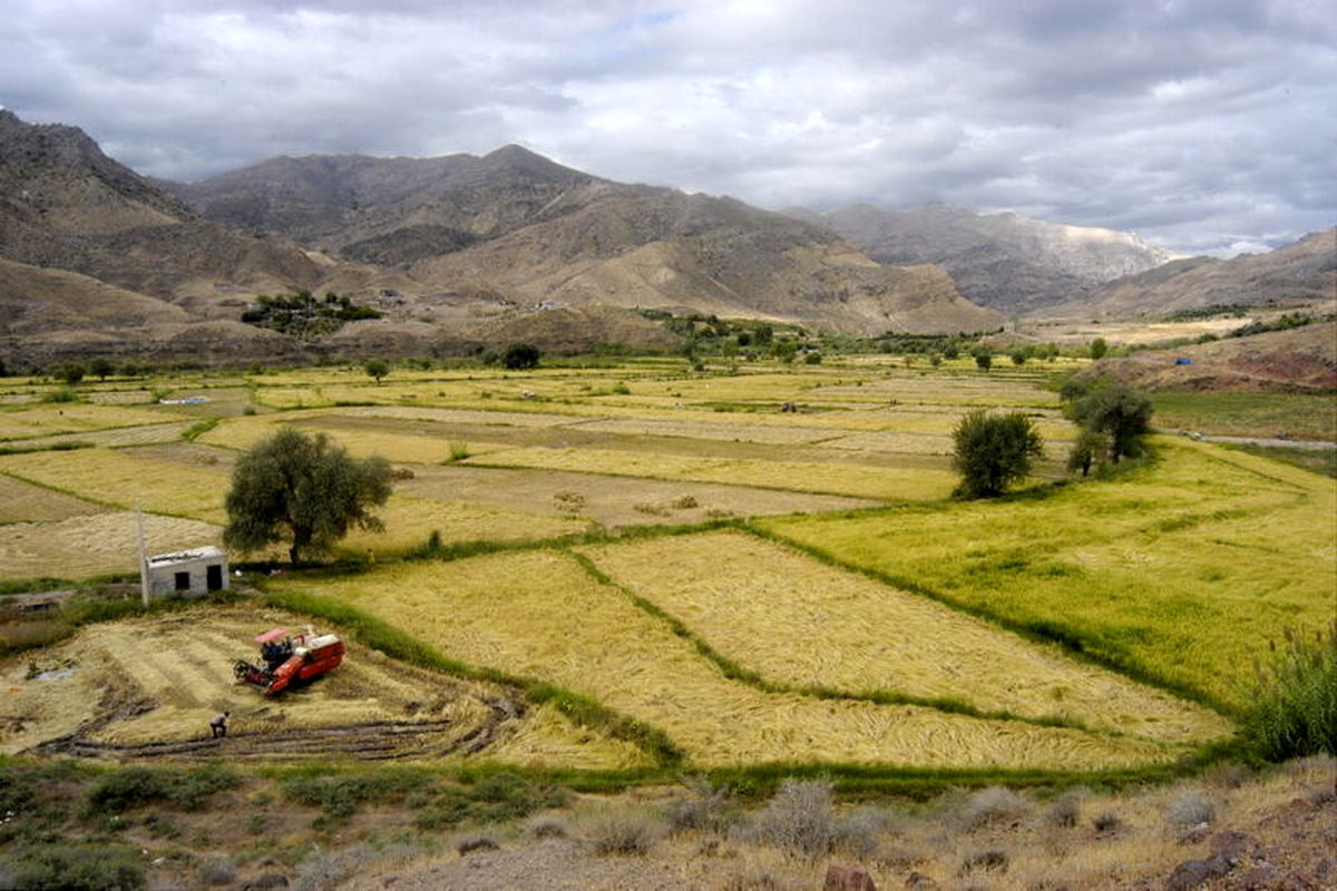 خسارت ۱۹ هزار میلیارد ریالی خشکسالی به کشاورزی کلاله