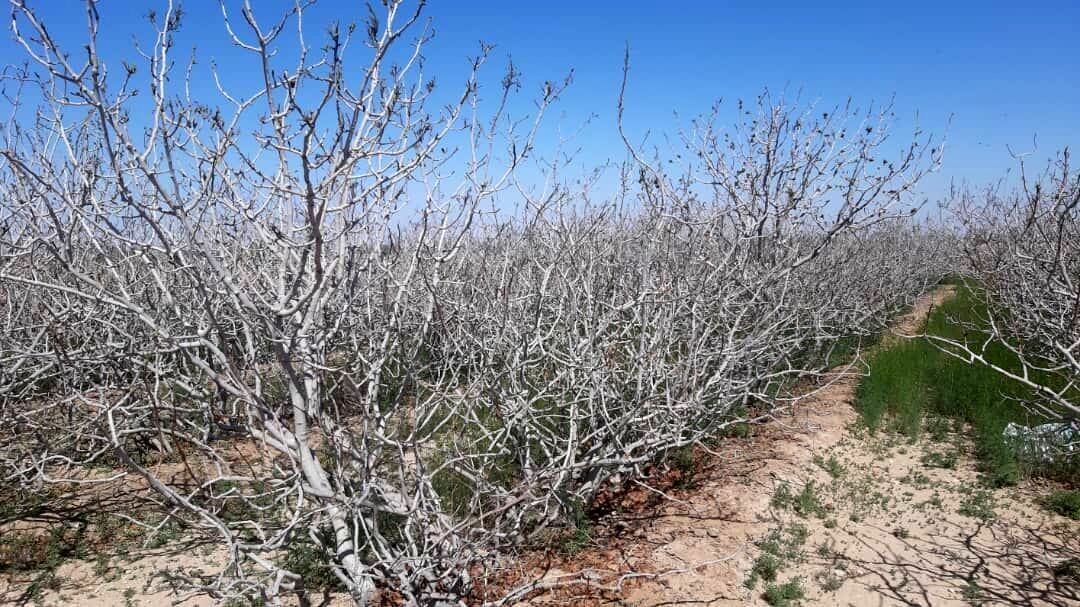 خسارت سنگین حوادث طبیعی به کشاورزی مشگین شهر