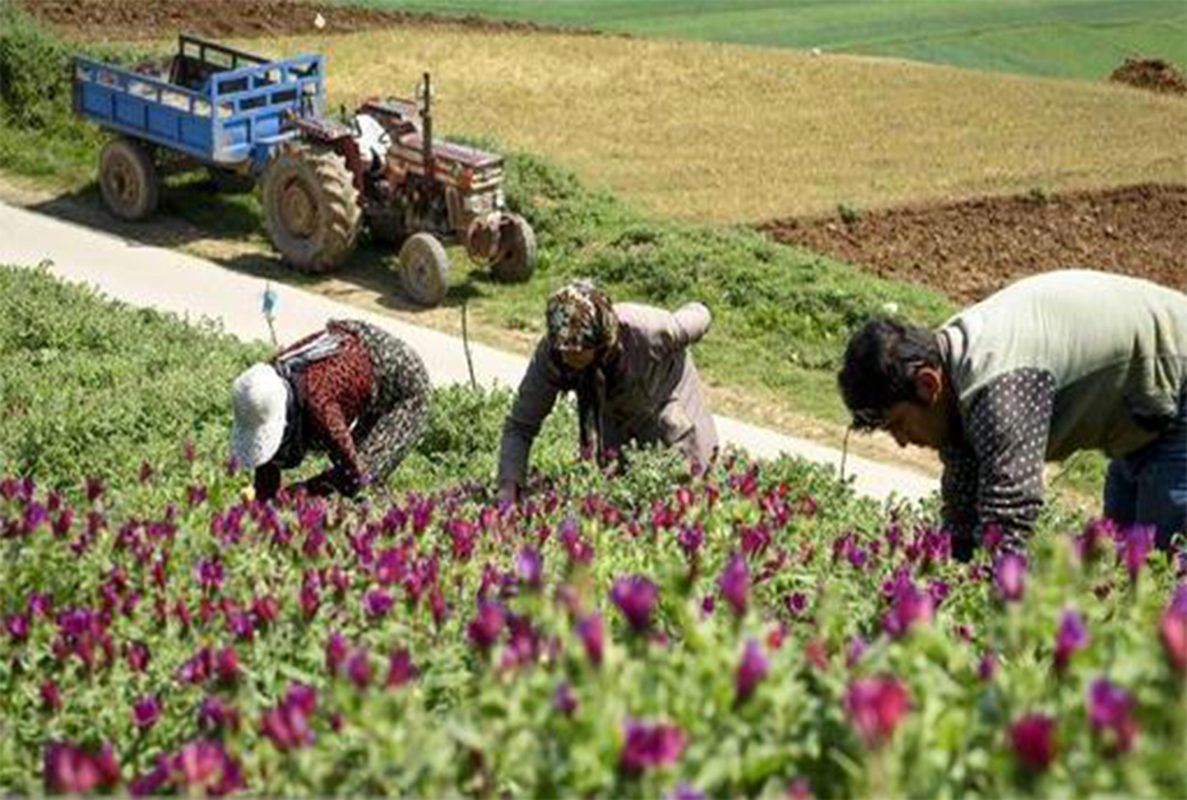 برداشت سالانه ۸۳۰۰ تن گیاه دارویی در آذربایجان‌غربی