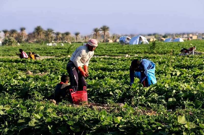 دولت بدون هیچ محدودیتی محصول مازاد کشاورزان را خریداری می‌کند