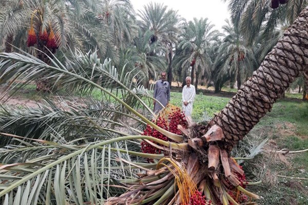 خسارت ۸۰۰ میلیارد ریالی طوفان و سیل به کشاورزی خنج