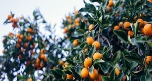 تولید ۱.۴ میلیون تن مرکبات در استان فارس