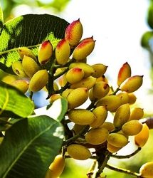 برق علیه پسته رفسنجان