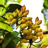 برق علیه پسته رفسنجان