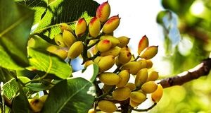 برق علیه پسته رفسنجان
