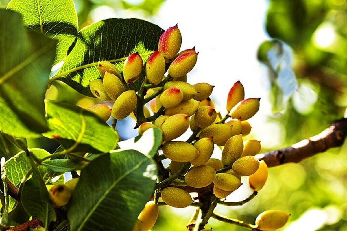 برق علیه پسته رفسنجان