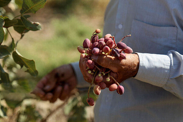 پیش بینی برداشت ۴۸۰ تن پسته در حاجی آباد