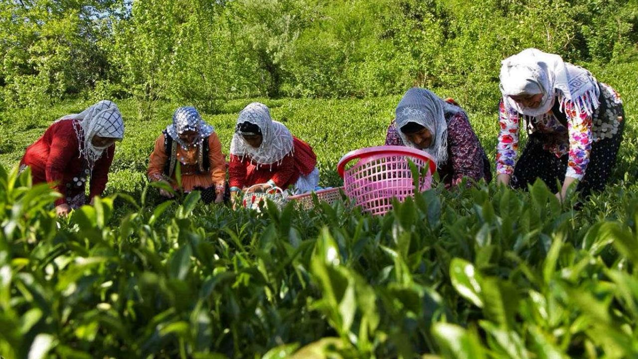 ۵۰ درصد مطالبات چای‌کاران پرداخت شده است