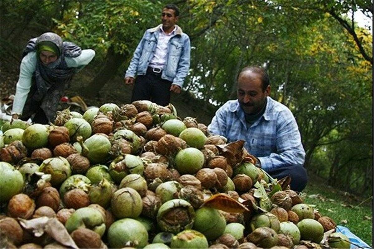 آغاز برداشت گردو در استان قم