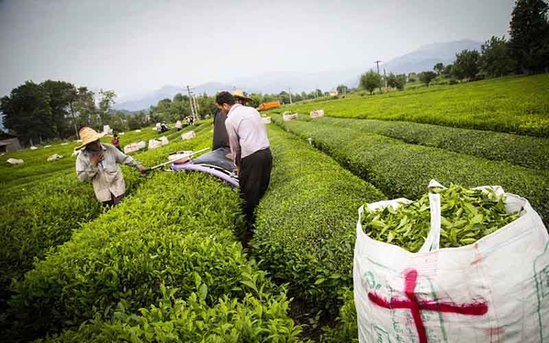 پیش‌بینی افزایش ۴۲ درصدی تولید برگ سبز چای در کشور