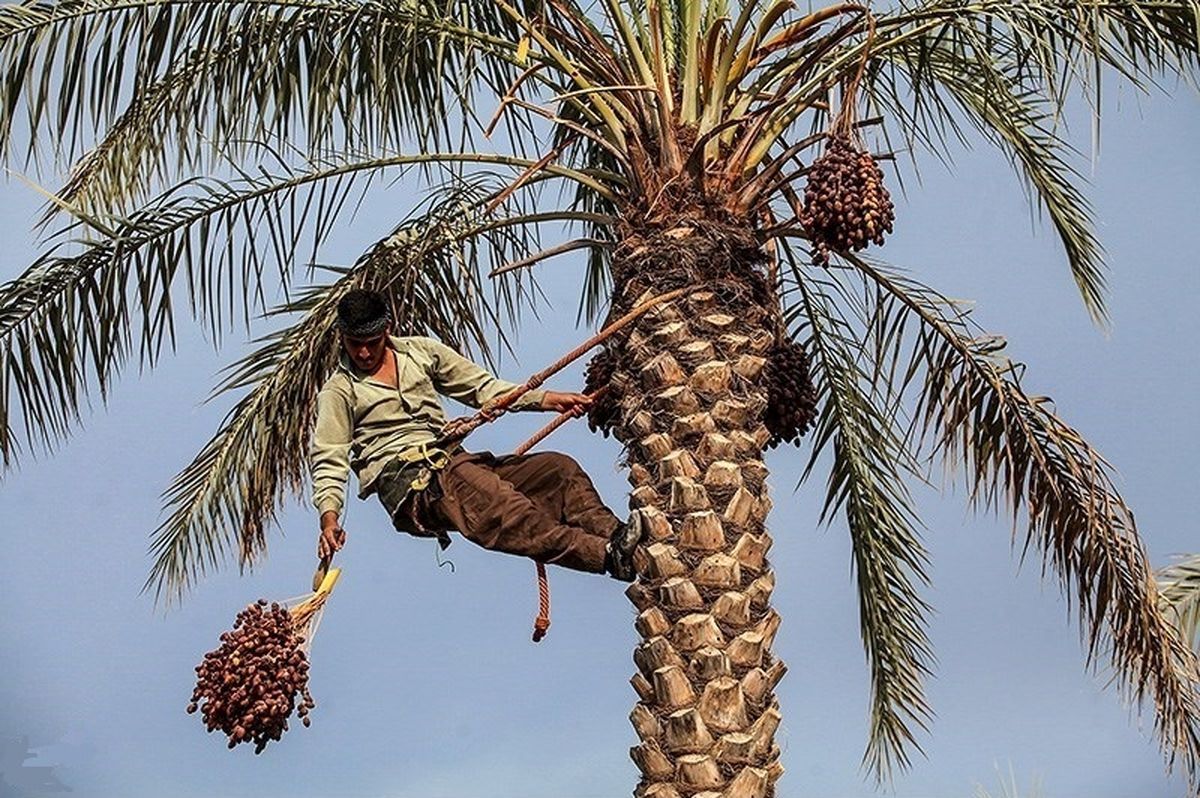 برداشت ۲۷۸ هزار تن خرما در استان سیستان و بلوچستان