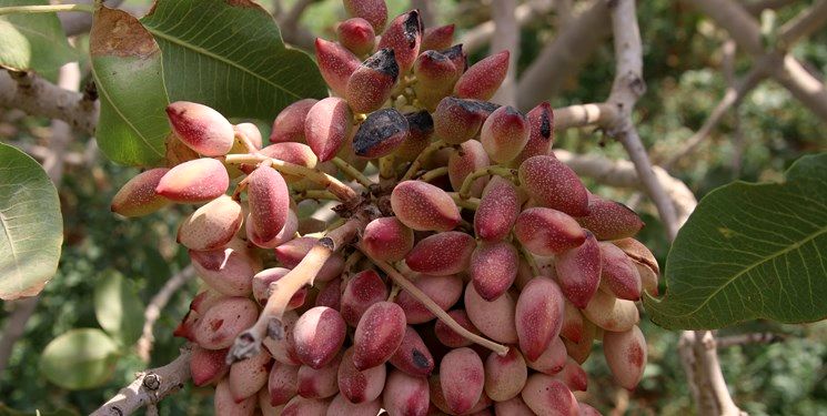 پیش بینی تولید ۱۵۰ تن پسته در استان آذربایجان‌غربی