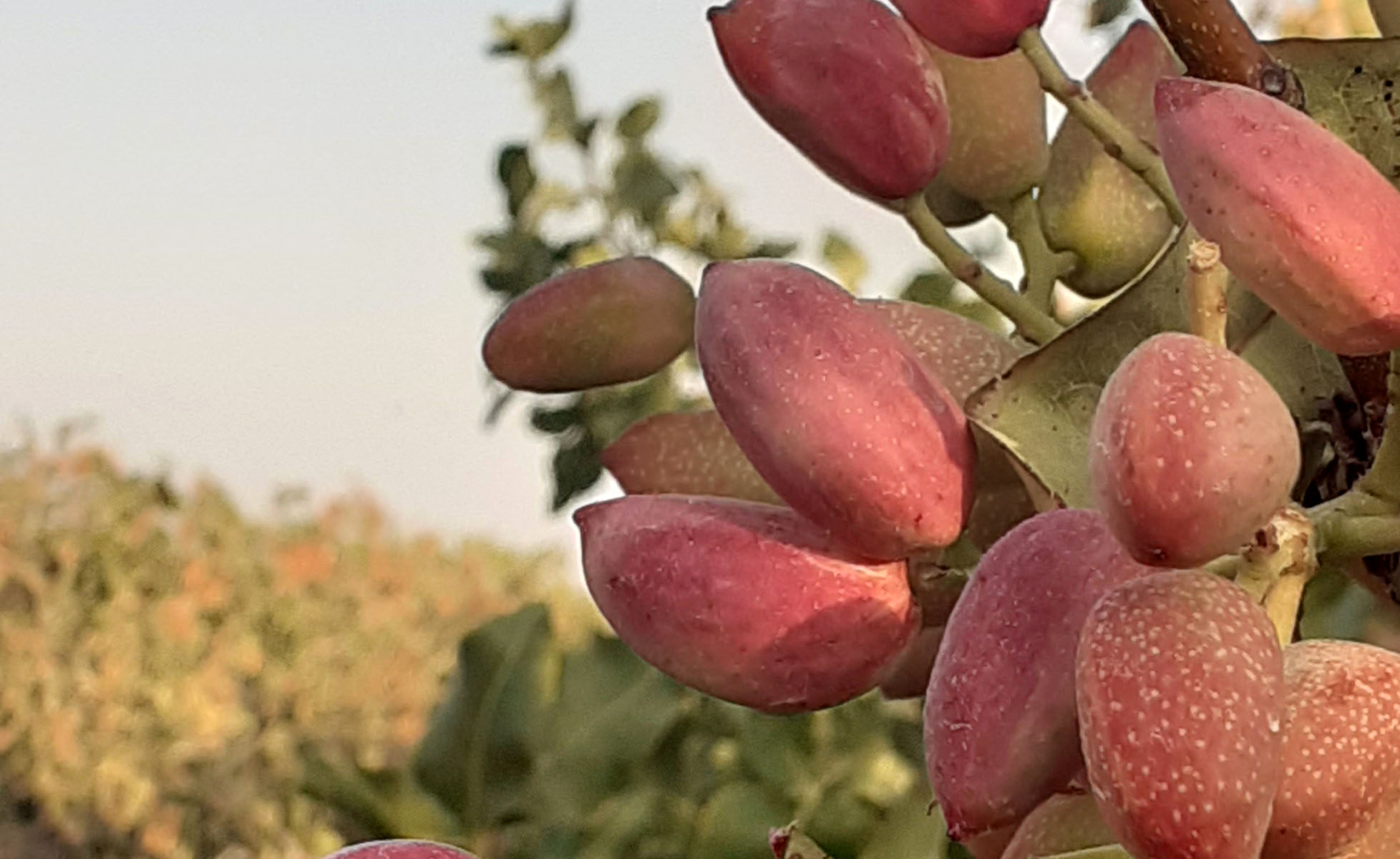 کاهش ۱۵ درصدی برداشت پسته در بافق