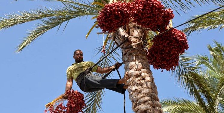 ۲۴ هزار تن خرما در سیستان و بلوچستان برداشت شده است