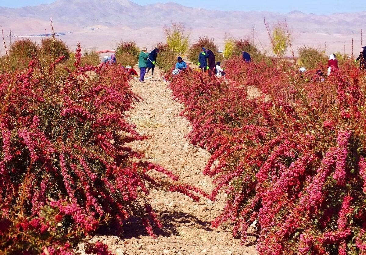 خرید توافقی زرشک در استان خراسان جنوبی