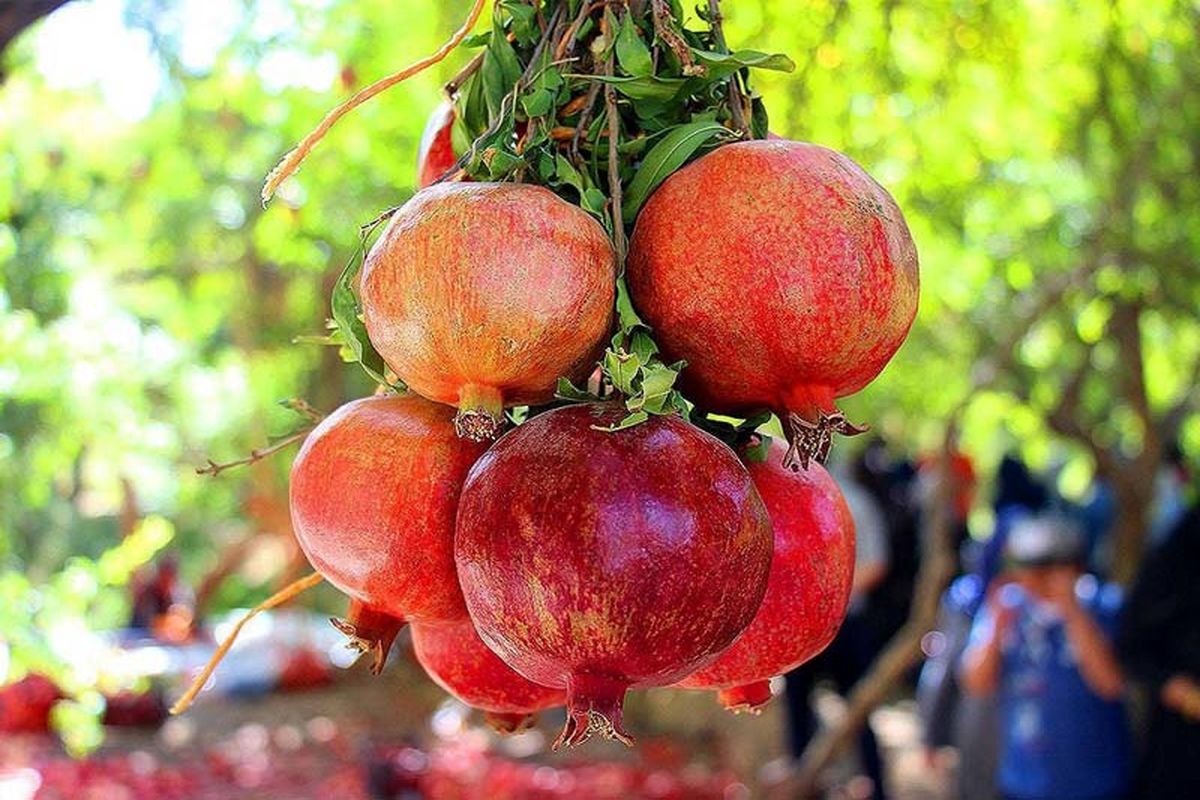 ثبت جشنواره انار در فهرست رویدادهای گردشگری