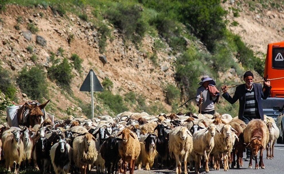 کاهش شدید آمار دام سبک عشایر سلماس