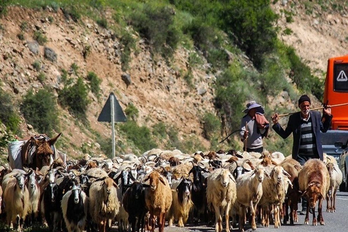 کاهش شدید آمار دام سبک عشایر سلماس