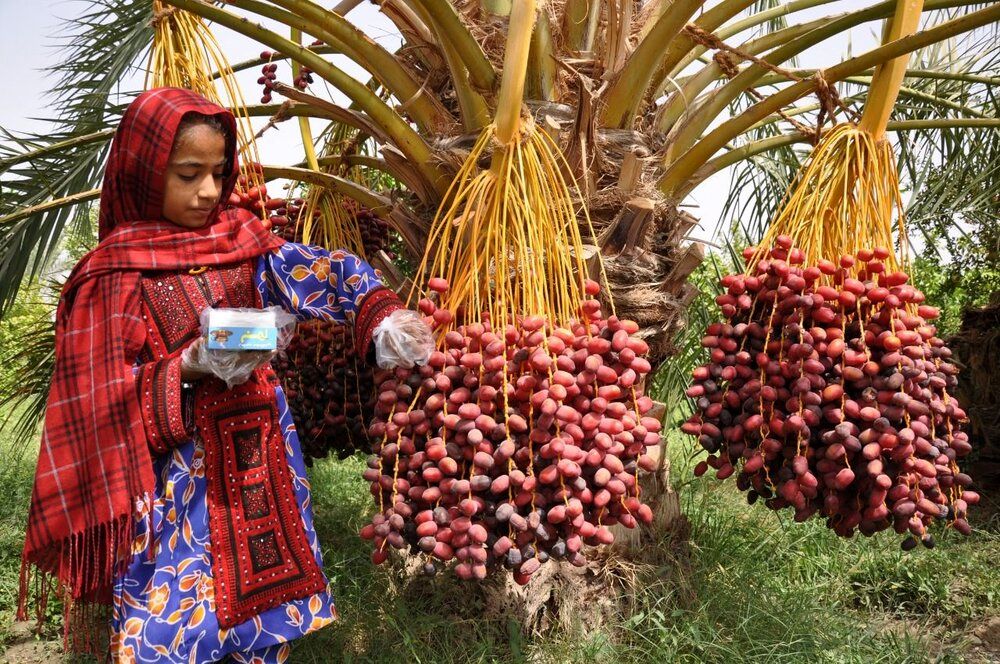 برداشت خرما در سیستان و بلوچستان پایان یافت