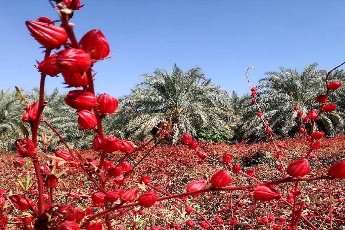 پیش‌بینی تولید بیش از ۸۰ تن چای ترش در استان خوزستان