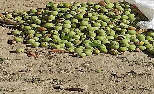 جشنواره گردو در روستای شوی در بانه برگزار شد