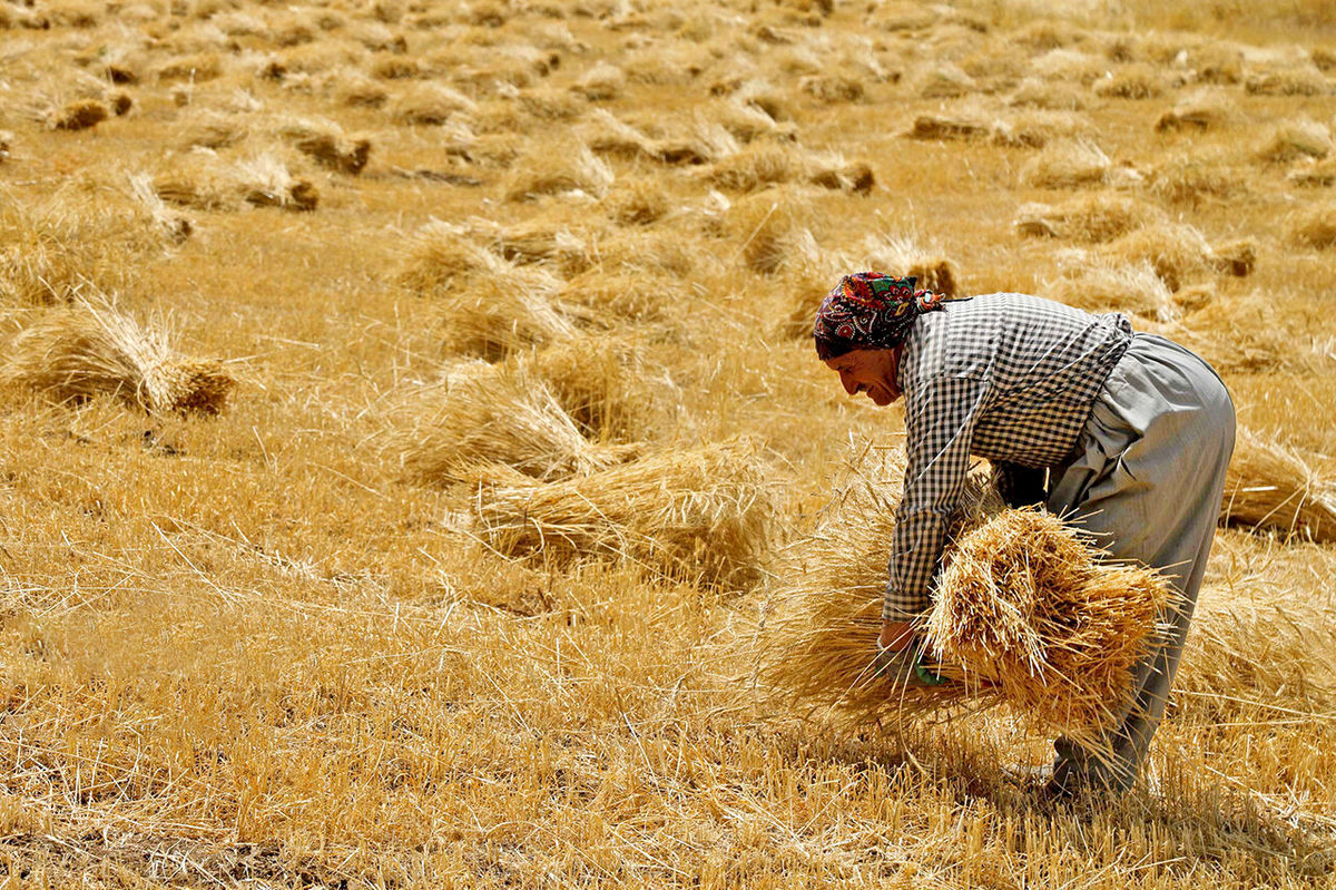 ۷۳ درصد مطالبات گندمکاران استان زنجان پرداخت شده است