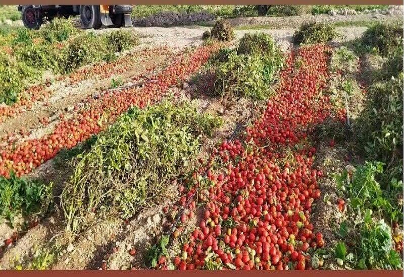 مزارع گوجه فرنگی کهگیلویه ویروسی شد