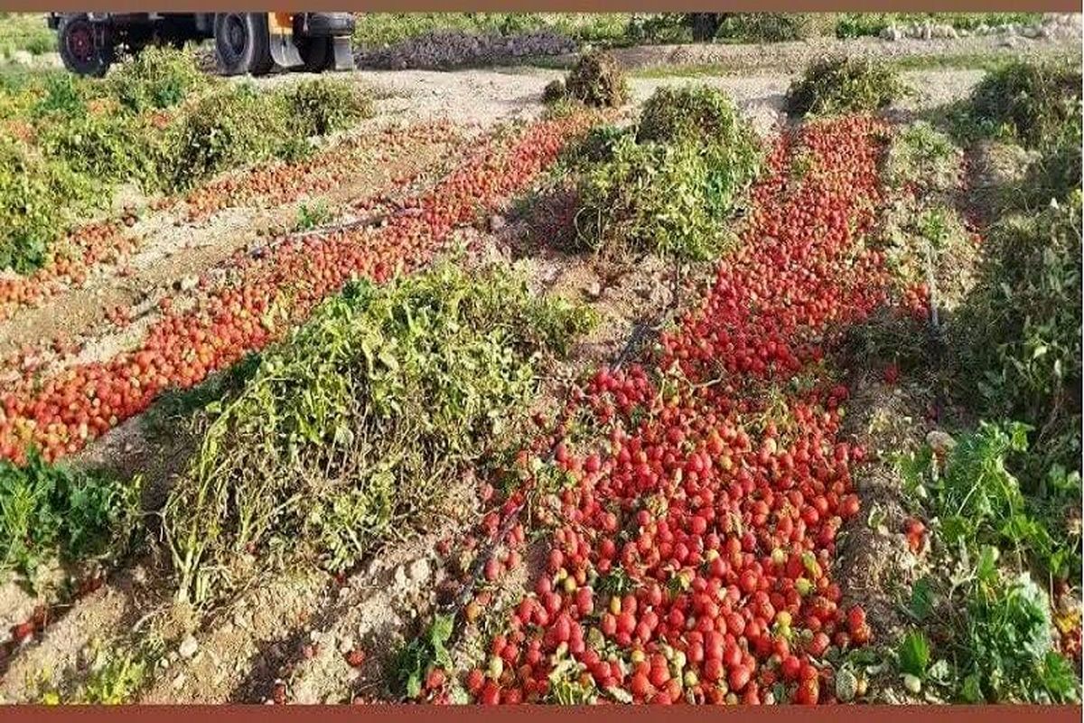 مزارع گوجه فرنگی کهگیلویه ویروسی شد