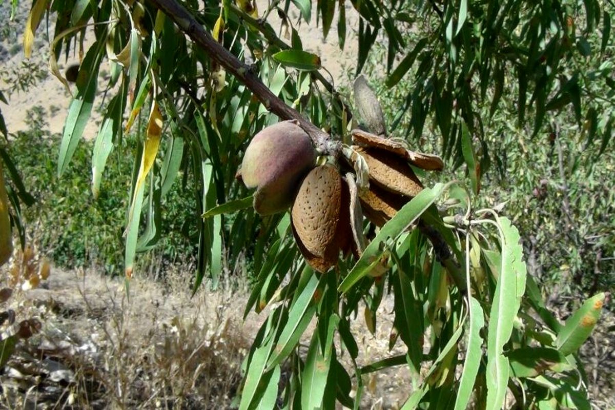 آغاز برداشت بادام در بروجرد