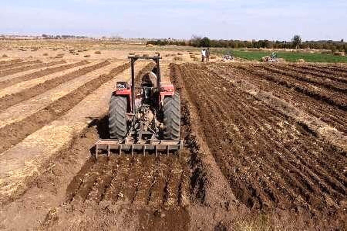 پیش‌بینی کشت ۸۰ هزار هکتار غلات پاییزه در سطح مزارع در شهرستان رزن